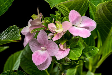 Pink Hydrangea Blooms Against a Dark Background