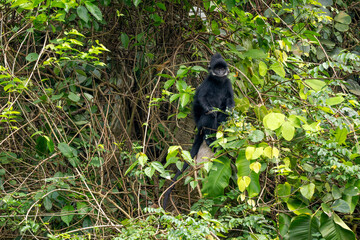 Hatinh Langur - Trachypithecus hatinhensis, beautiful highly threatened black Asian primate native to limestone forests in central Vietnam.