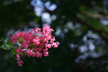 真夏の青空に映える