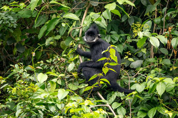 Hatinh Langur - Trachypithecus hatinhensis, beautiful highly threatened black Asian primate native to limestone forests in central Vietnam.