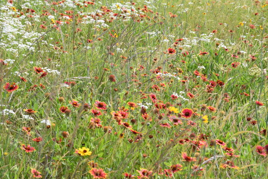 field of red Indian blanket flowers