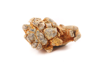Dried Pseudoginseng Panax Roots from Wenshan Yunnan China Traditional Chinese Medicine Herbs