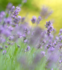 A field of purple lavender flowers sways gently in the breeze, with a soft, sun-kissed background,...