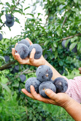 Fresh Picked Dark Plums in Hands from Orchard Tree Harvest
