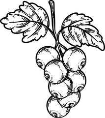 hand drawn vector illustration of Blackcurrant. Grapes hand drawning 