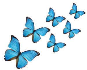 Vibrant Blue Morpho Butterflies Soaring Against Bold Abstract Pink and Black Stripes:  Digital Art Print