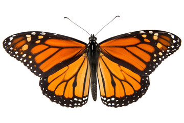 Naklejka premium Vibrant Monarch Butterfly Close-up: Abstract Glitch Art Background, Nature, Wildlife, Insect, Detailed Wings, Bold Colors, Striking Contrast.