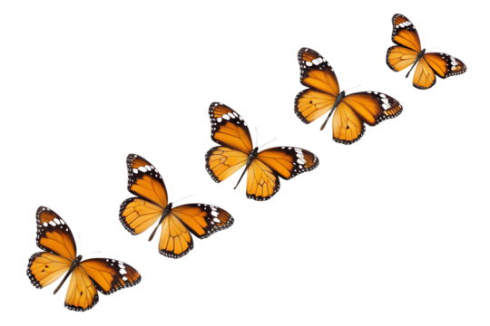 Vibrant Orange Butterflies Soaring Against a Bold Pink and White Striped Background:  Abstract Nature Design.