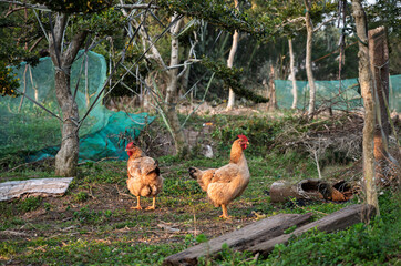 chicken in the grass
