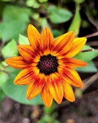 Rudbeckia Summerina Yellow flower