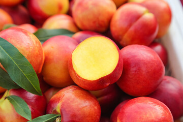 Fresh Nectarines from Shanxi Province Orchard Showing Yellow Heart Flesh and Vibrant Red Orange Skin