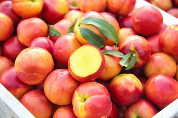 Fresh Yellow Nectarines from Dalian Orchards in Wooden Crate Display