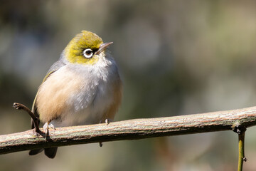 Silvereye (Zosterops lateralis) perched on a branch	