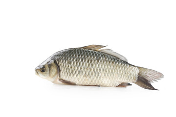 Fototapeta premium Fresh Raw Carp Fish Isolated on White Background