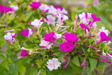 Blooming mirabilis bush in the garden
