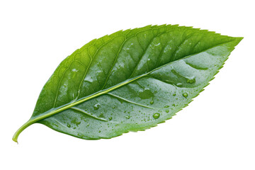 High resolution green leaf with water droplets close up photography, perfect for design elements and overlays isolated on transparent background