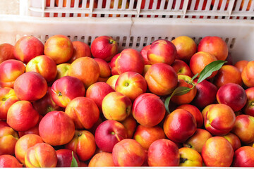 Fresh Red and Yellow Nectarines in Crates at Market Display