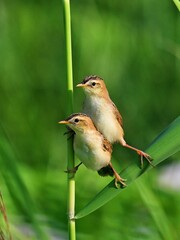 robin on the grass