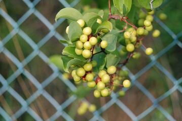 Smilax china L., Cheongmirae-deonggul fruit as red spherical berry clustered on thorny stems....