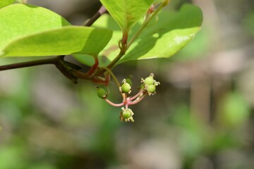 Smilax china L., Cheongmirae-deonggul fruit as red spherical berry clustered on thorny stems. Photographed in Korea.