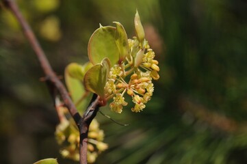 Flower of Smilax china L., known as Cheongmirae-deonggul in Korea, forming small green blossoms arranged in umbels from leaf axils during spring. Photographed in Korea.