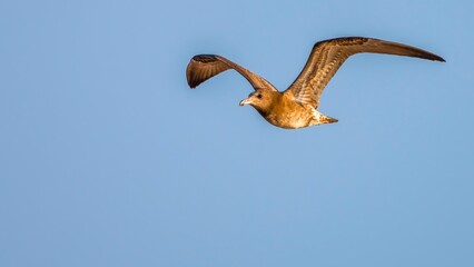 eagle in flight
