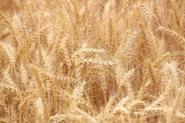 Mature wheat field ready for harvesting in golden agricultural setting