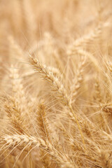 Golden Wheat Field Ripening in Idyllic Rural Landscape During Harvest Season