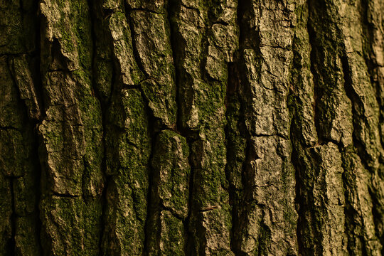 Close-up of textured tree bark with deep ridges and subtle green moss, highlighting the rough natural surface and earthy details of the trunk.