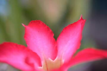 Vibrant Pink Frangipani Flower Petals Macro
