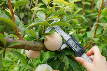 Digital Caliper Measuring Plum Fruit Size on Tree Branch in Commercial Orchard Production Area