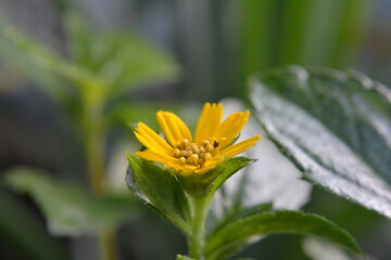 Bright Yellow Wildflower with Green Leaves