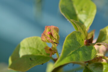 Delicate Pink and Green Bougainvillea Bud Macro