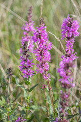 Inflorescence of purple-loosestrife (Lythrum salicaria).