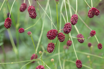 Blossoms of the great burnet (Sanguisorba officinalis).