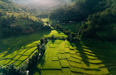 Aerial view of rice fields in the morning, green rice fields in rural Chiang Mai