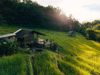 Aerial view of rice fields in the morning, green rice fields in rural Chiang Mai