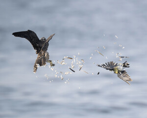 black vulture in flight