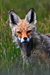 red fox in the grass
