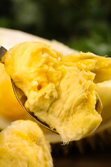 Fresh Golden Durian Pulp on Spoon - Shelled Tropical Fruit Flesh Ready to Eat