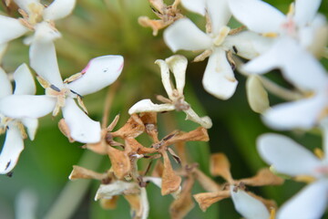 Close Up of Wild Herbal Plant with Red Stem and Green Leaves