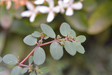 Close Up of Wild Herbal Plant with Red Stem and Green Leaves