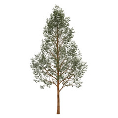 young eucalyptus tree nature, vibrant growth, australian essence