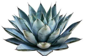 Close-up view of an agave plant showcasing vibrant blue-green leaves in a minimalist setting against a white background