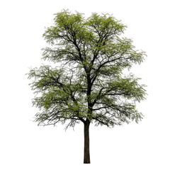 young honey locust tree vibrant spring foliage, detailed branches