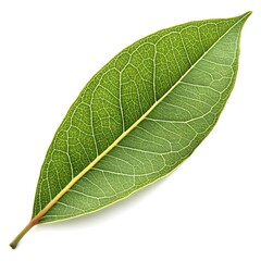 Obraz premium Lemon-Scented Gum Fragrant Eucalyptus Branch with Long Graceful Leaves and Refreshing Citrus Aroma Captured on White Background for Natural Botanical Still Life and Healthy Living