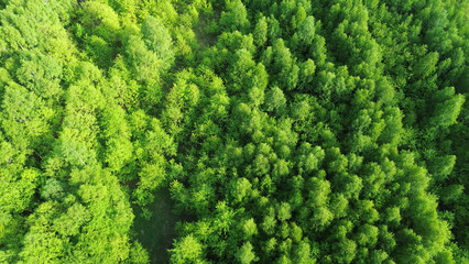 Naklejka premium Natural forest canopy under sunlight in summer