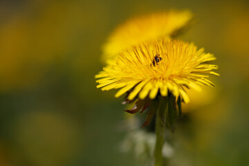 flowers, blossom