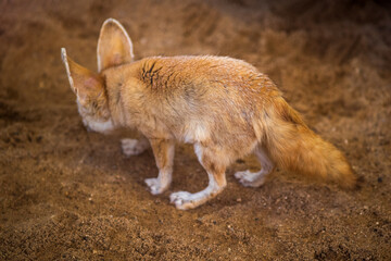 Cute red fox standing on the ground in the zoo
