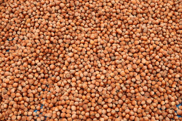 Pile of Fresh Hazelnuts in Shell